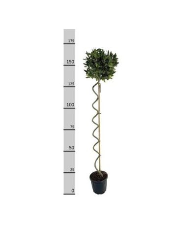 LAU NOBILIS SPIRÁL TÖRZSES