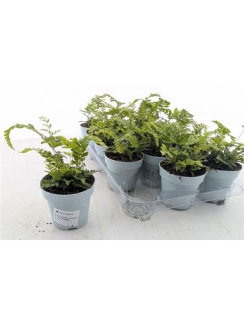 ARACH ARIS VARIEGATA