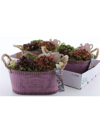 Ö. SEMP PINK ZINK TÁL