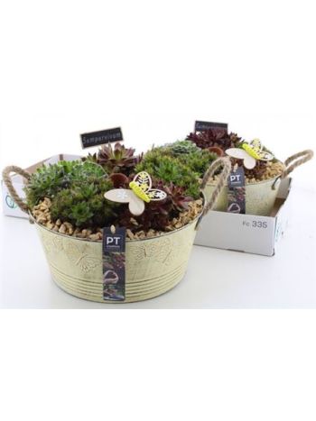 Ö. SEMP SÁRGA ZINK TÁL