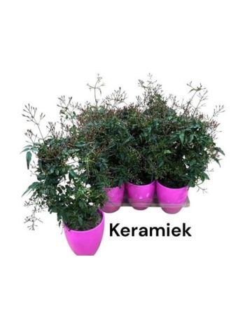 JASM POLYANTHUM RZ KASPÓS