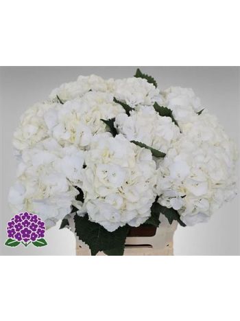 HYDR M MY AKITO 60CM