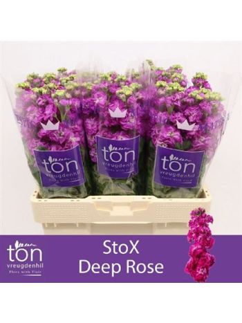 MATTH STOX DEEP ROSE