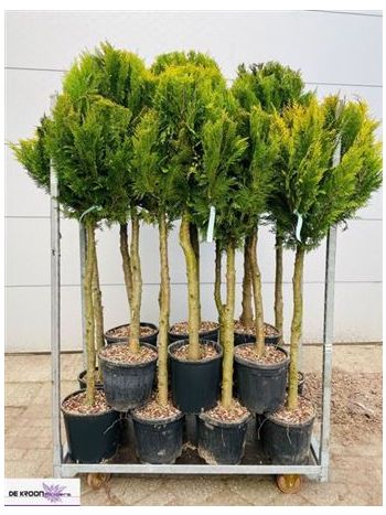 CHAM L STARDUST TÖRZSES