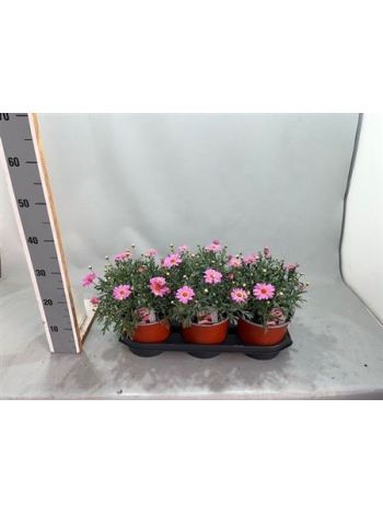 MARGAR&Eacute;TA BOKOR PINK