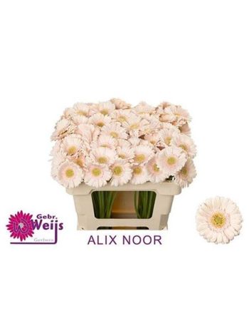 GE MI ALIX-NOOR