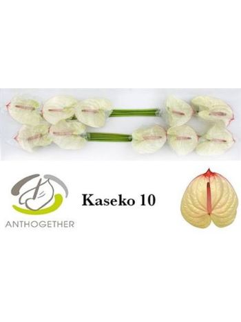 ANTH A KASEKO *10
