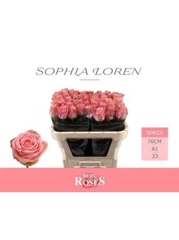 R GR SOPHIA LOREN 70CM