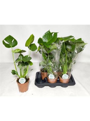MONSTERA DELICIOSA