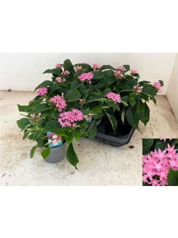 PENT STARCLUSTER ROS