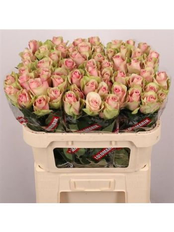 R GR BELLE ROSE 70CM