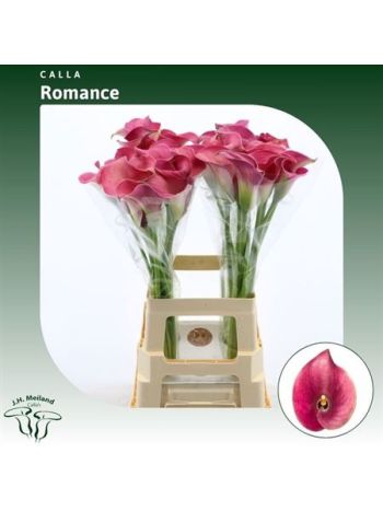 ZANT CAPT ROMANCE 70CM