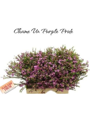 CHAME UN PURPLE PRID 60CM