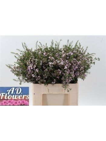 CHAME UN DANC QUEEN 60CM