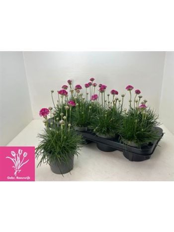 ARME MAR ARMADA ROSE