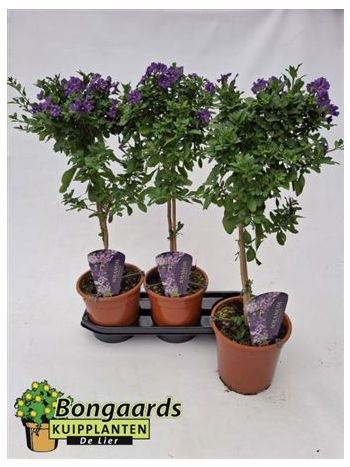 SOLANUM RA BLUE TÖRZSES
