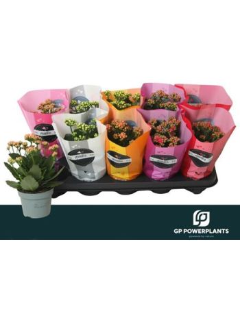 KAL ROSALIE GEM GOODIE