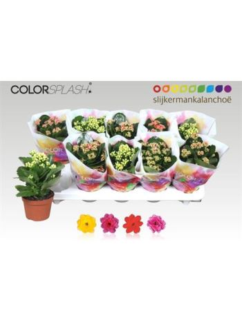 KAL ROSALIE GEM SPLASH