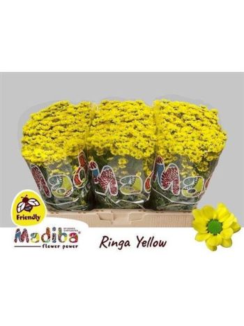 CHR SAN MAD RINGA YE