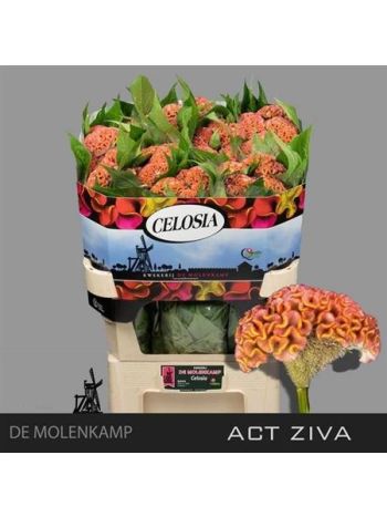 CEL C ACT ZIVA - ZALM