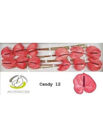 ANTH A CANDY *12