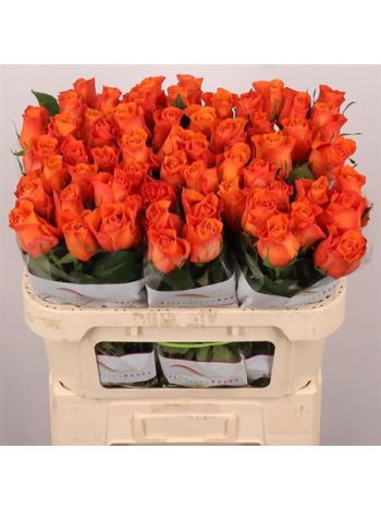 R GR ORANGE WAVE 70CM