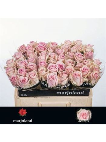 R GR5 SWEET DOLOMITI@