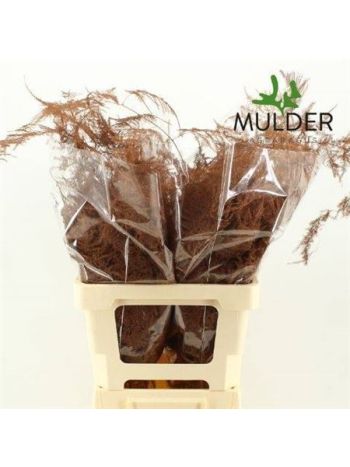 ASP OV KLB H% - TERRACOTTA