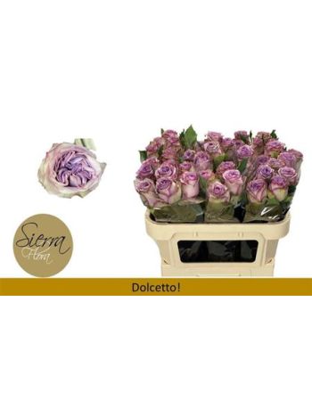 R GR DOLCETTO! 70CM