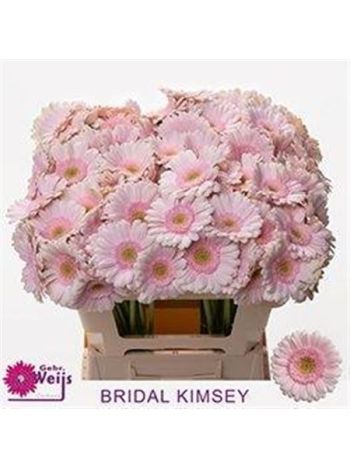 GE MI BRIDAL KIMSEY