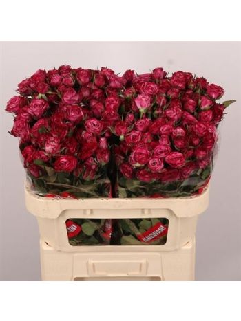 R TR PURPLE QUEEN 70CM