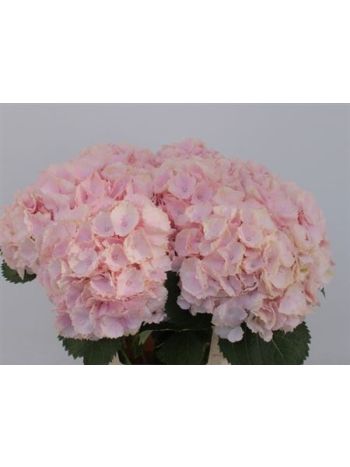 HYDR M VERENA 60CM