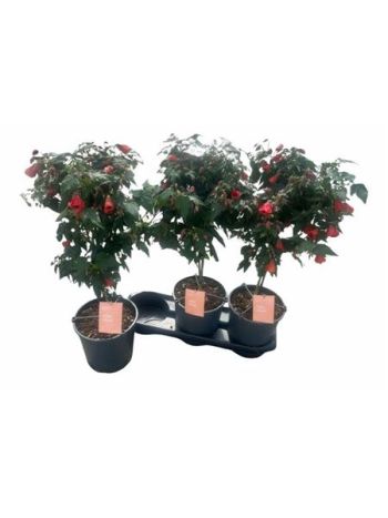 ABUT RED TRUMPET TÖRZSES AKCIO