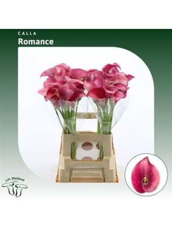 ZANT CAPT ROMANCE 65CM