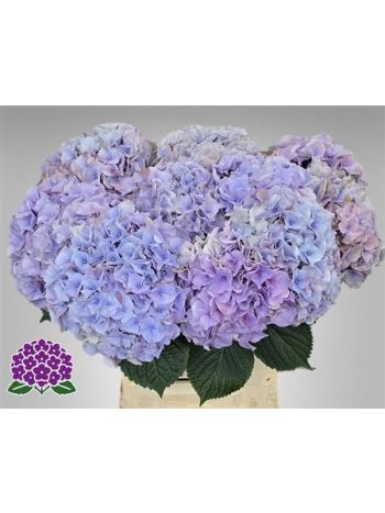 HYDR M MY MINERVA 60CM