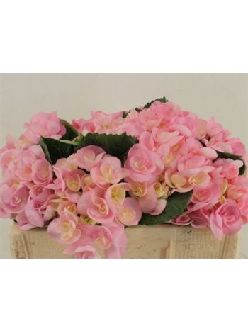 HYDR M BEAU PAPIL 50CM