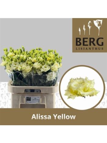EUS G ALISSA YELLOW
