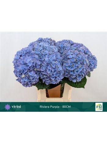 HYDR M MY RIVIERA 80CM