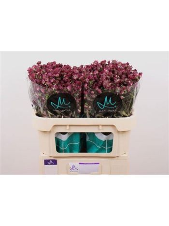 ASTR STAR OF DESIRE 70CM