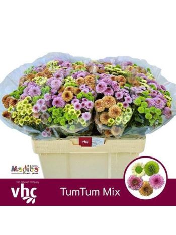 CHR SAN GEM - TUMTUM