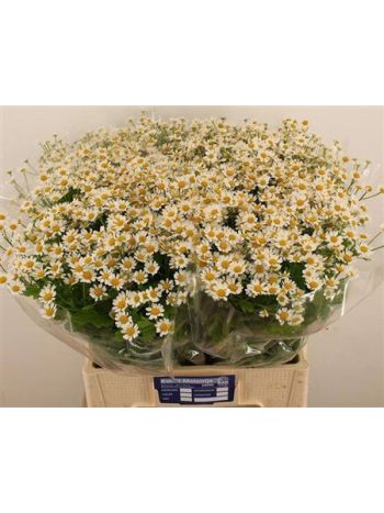 TANA PA SINGLE VEGMO