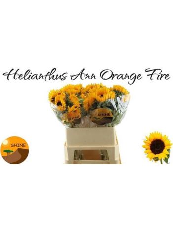 HELIAN AN ORANGE FIR