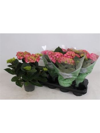 HYDR M 3+ HI RIVER PINK