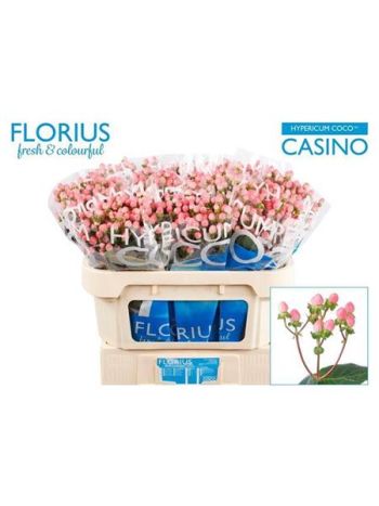 HYP COCO CASINO 70CM