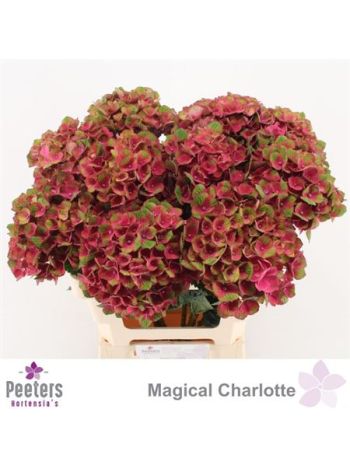 HYDR M MAG CHARLOTTE 60CM