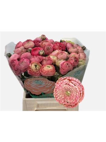 RAN AAZUR ANTIQ ROSE