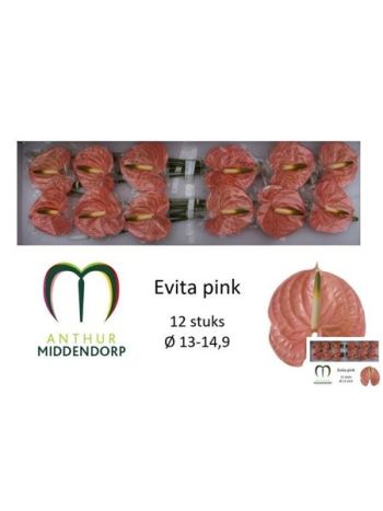 ANTH A EVITA PINK *12