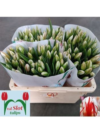 TU EN HAPPY GENERATI