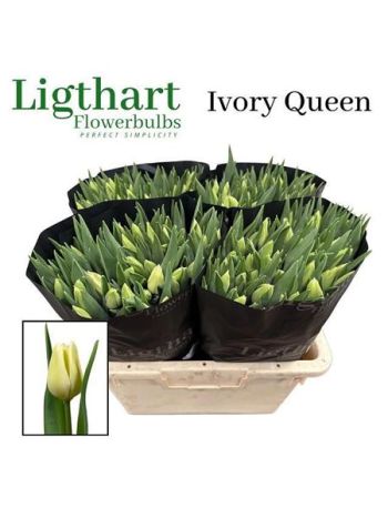 TU EN OV - IVORY QUEEN