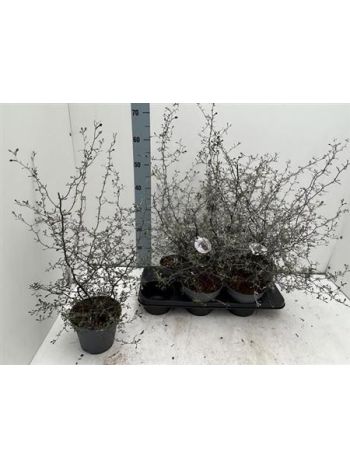 COROKIA COTONEASTER AKCIO